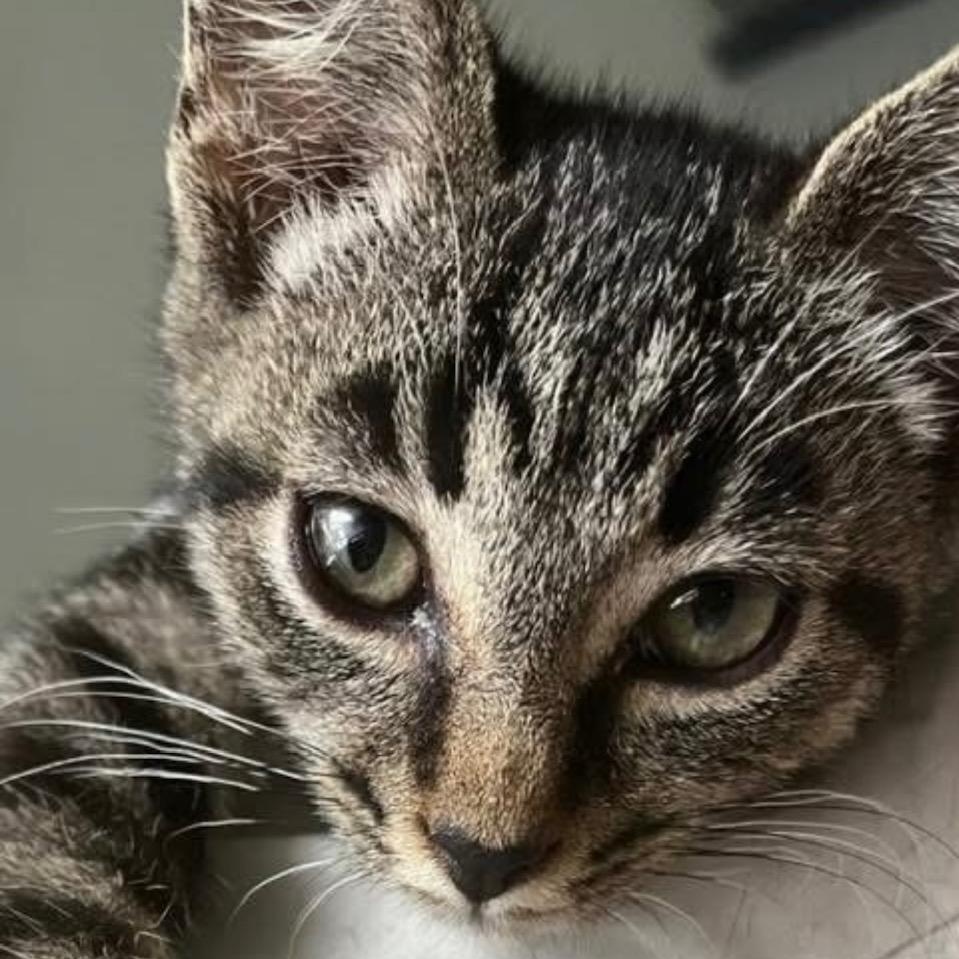 Rocco, Adoptable, Kitten Male Domestic Short Hair.