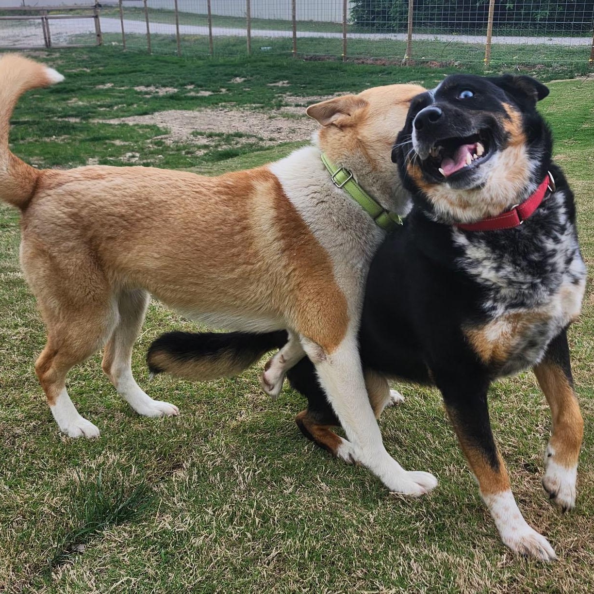 MOZART, a Adoptable mixed breed in Weatherford, TX image 1/4