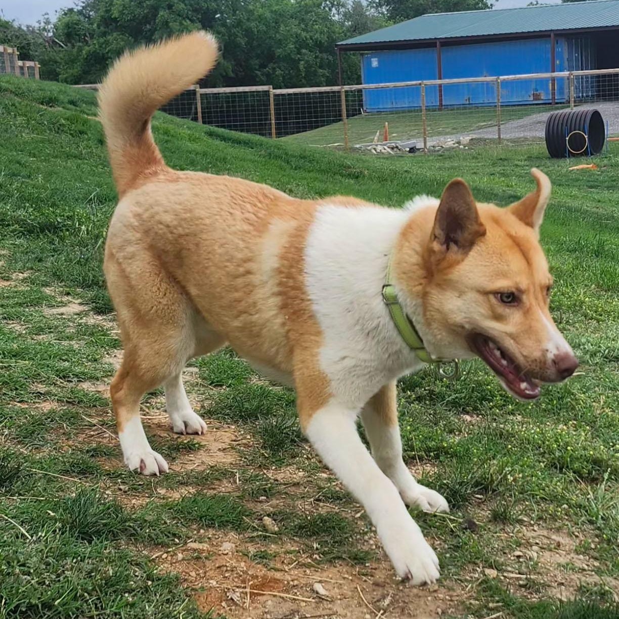 MOZART, a Adoptable mixed breed in Weatherford, TX image 3/4