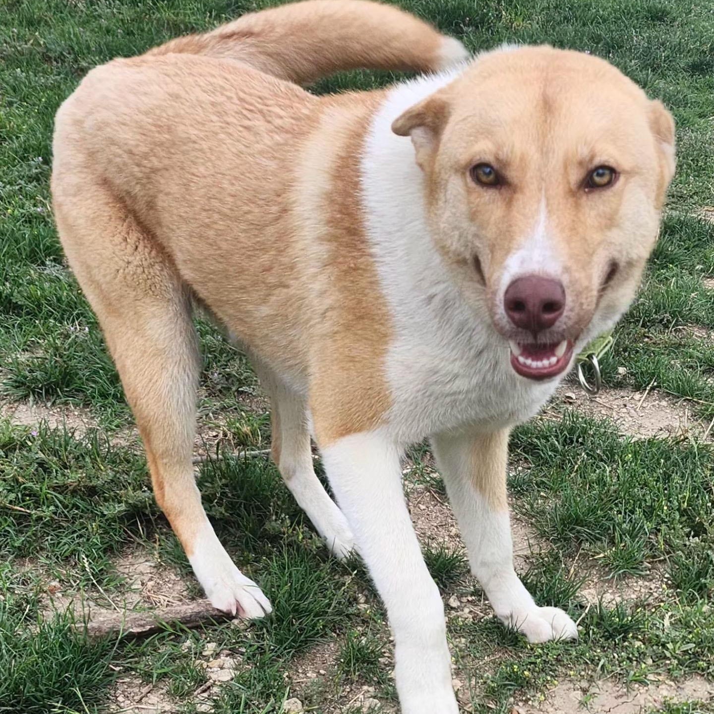 MOZART, a Adoptable mixed breed in Weatherford, TX image 4/4