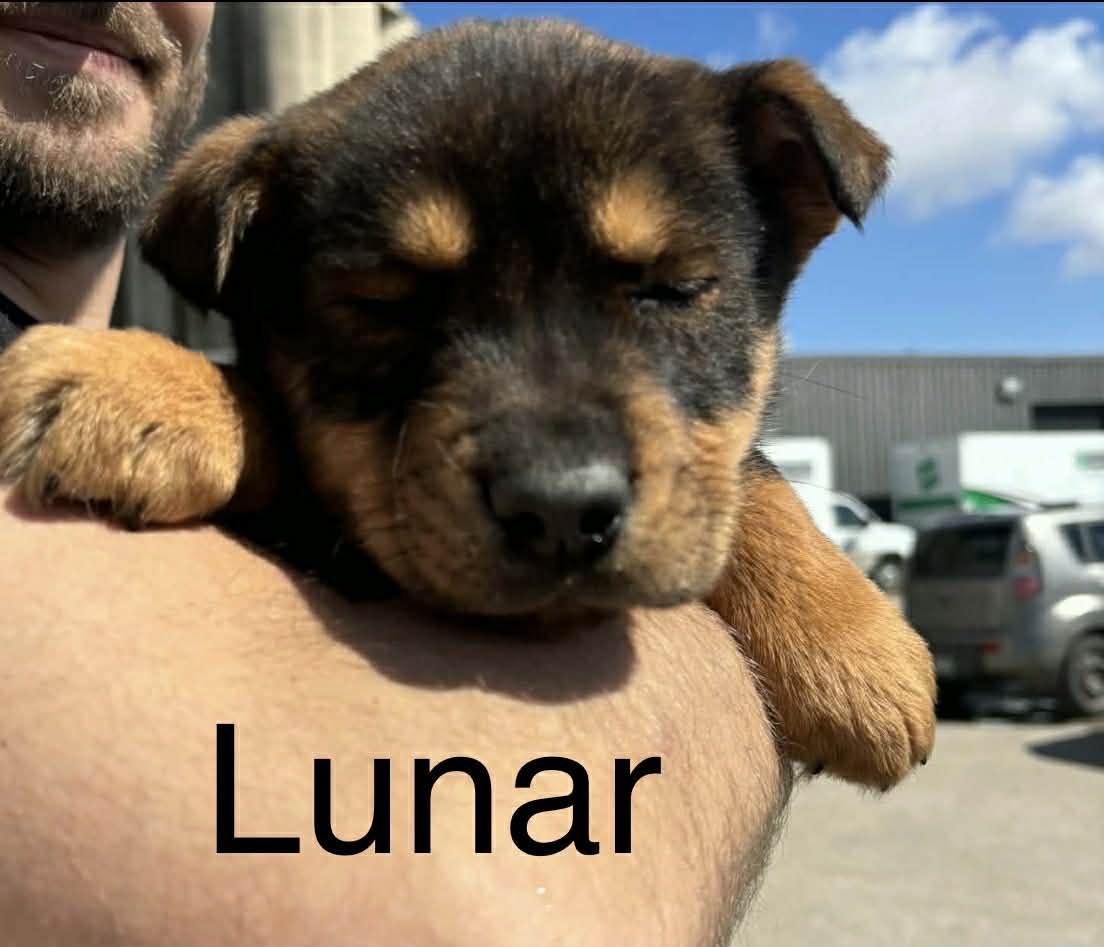 Enlarge Lunar , a ADOPTABLE mixed breed in Winnipeg, MB image 1/2