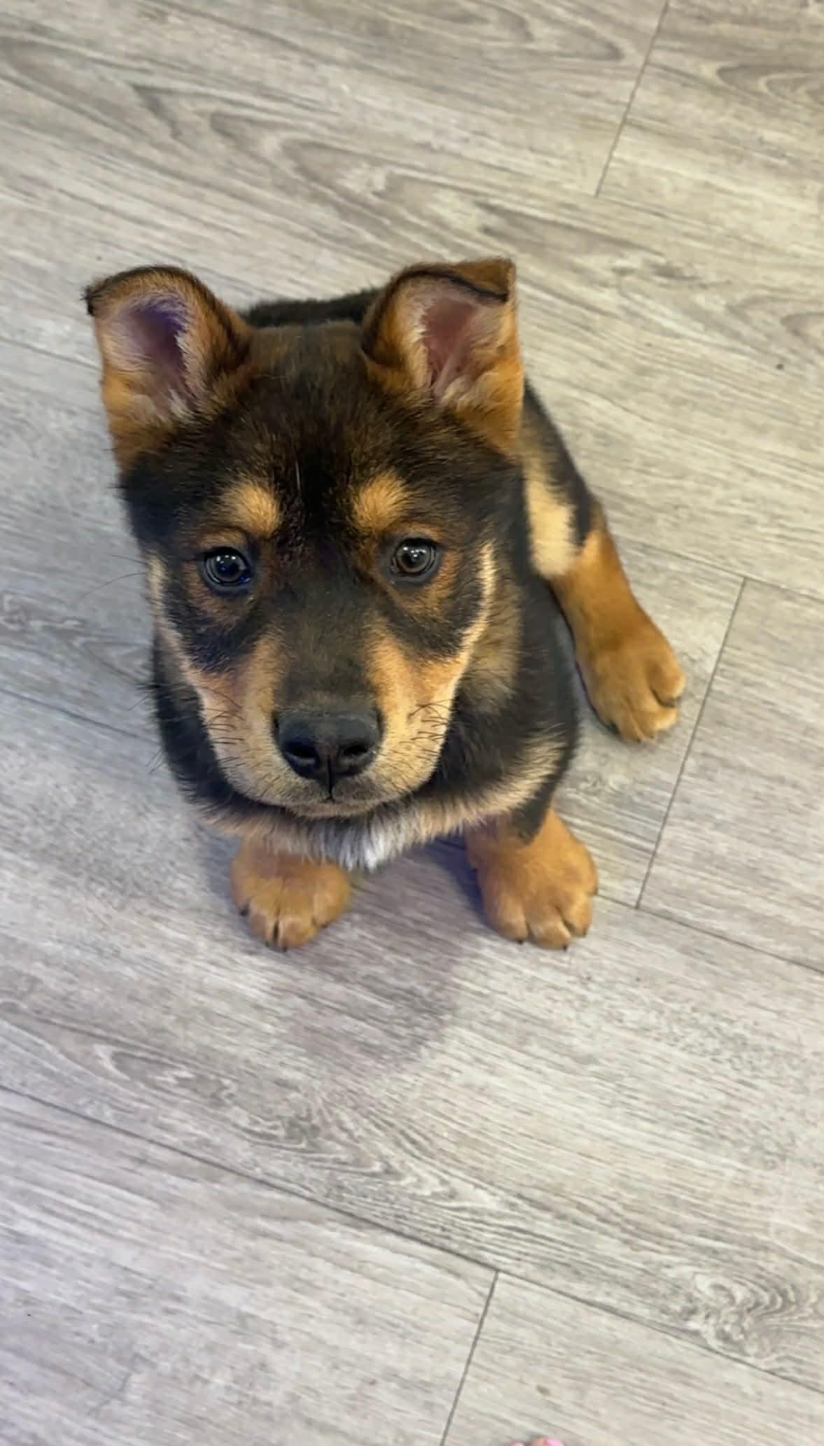 Enlarge Lunar , an adopted mixed breed in Winnipeg, MB image 1/4