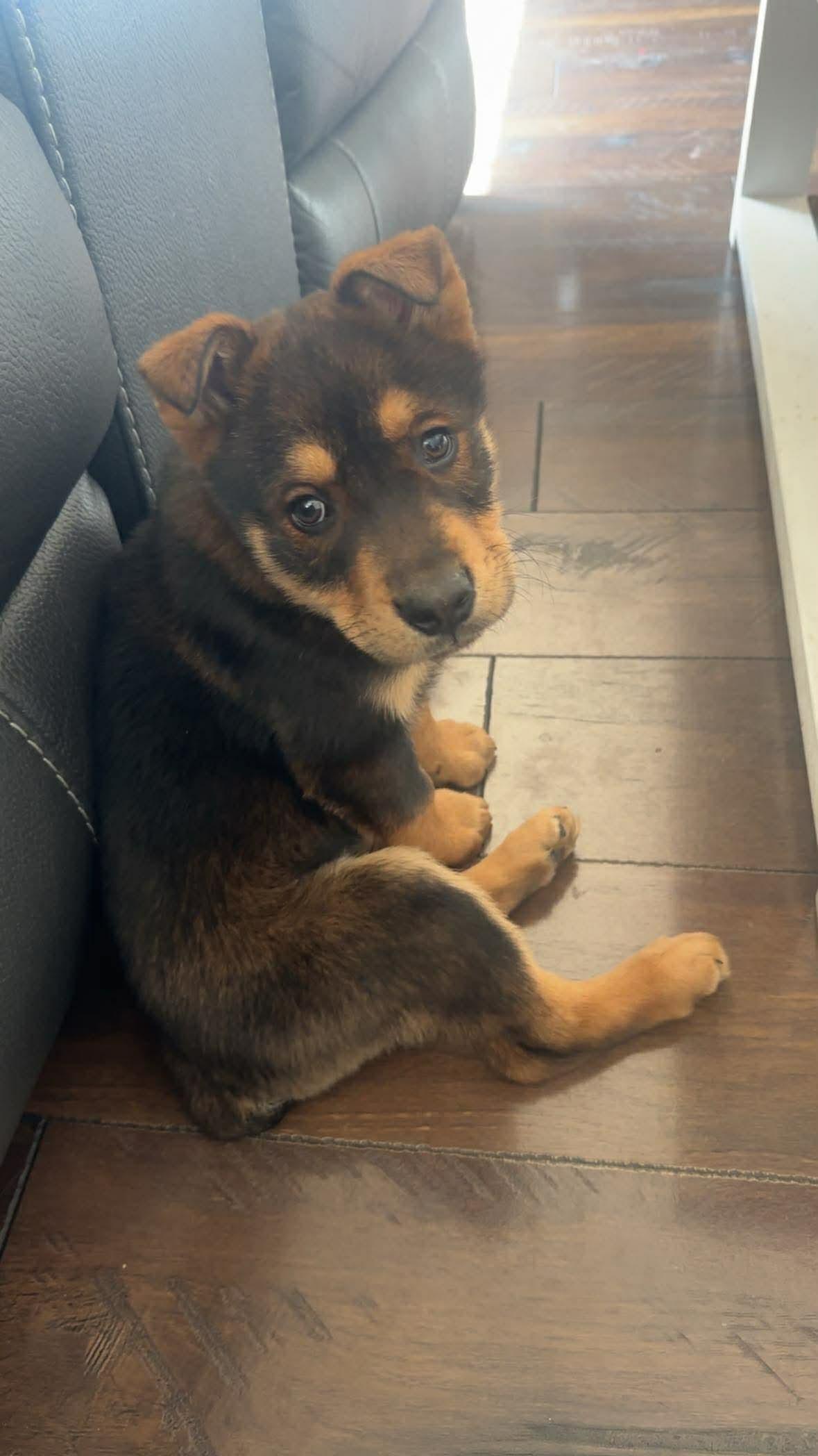 Enlarge Lunar , a ADOPTABLE mixed breed in Winnipeg, MB image 2/2