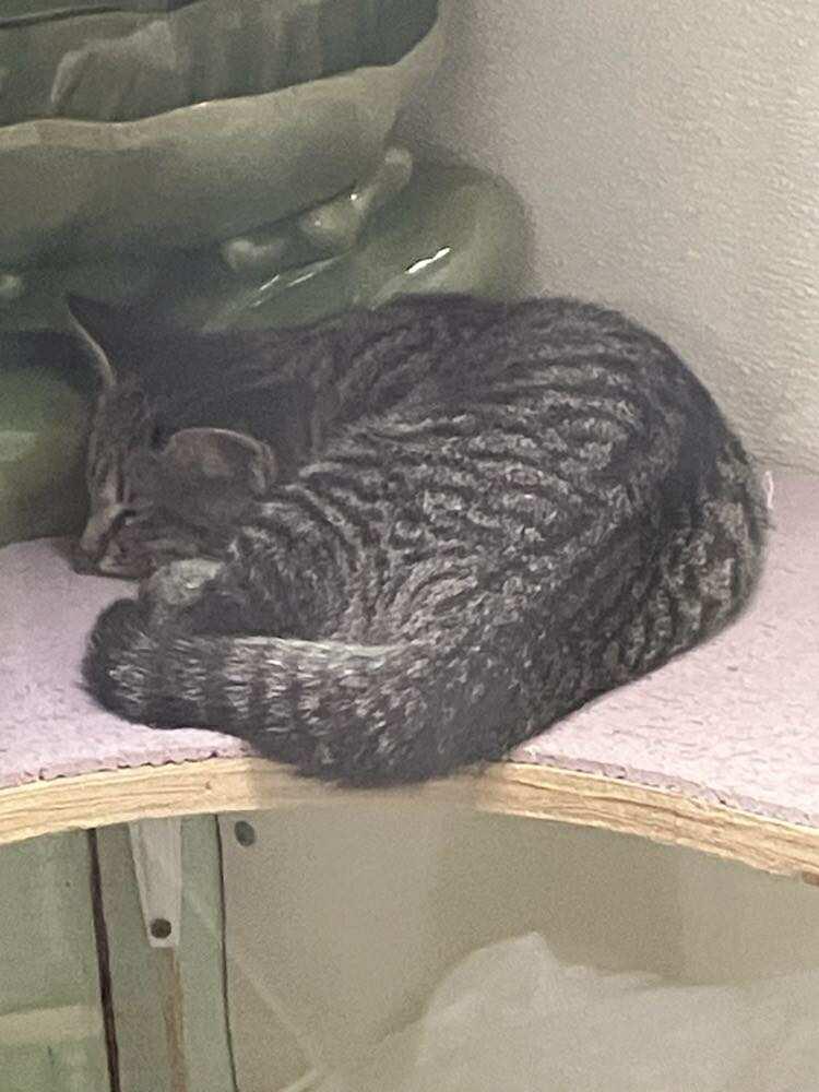 Tumbleweed Jones thumbnail 2