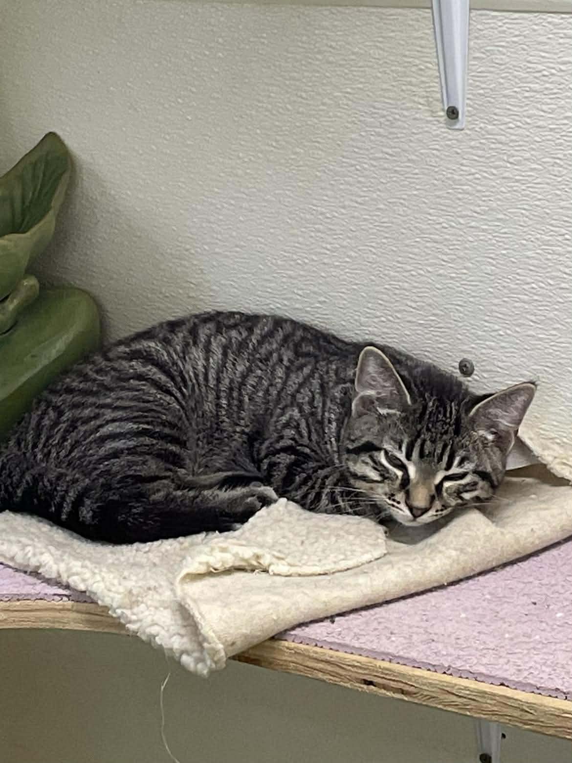 Enlarge Tumbleweed Jones, a ADOPTABLE mixed breed in Indianapolis, IN image 5/6