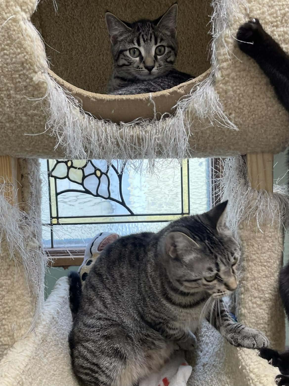 Enlarge Tumbleweed Jones, a ADOPTABLE mixed breed in Indianapolis, IN image 3/6