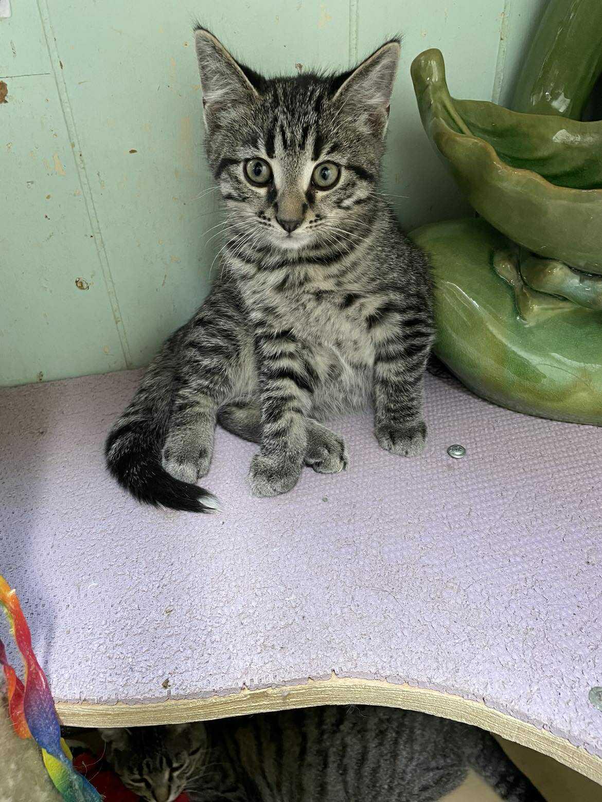 Enlarge Tumbleweed Jones, a ADOPTABLE mixed breed in Indianapolis, IN image 4/6