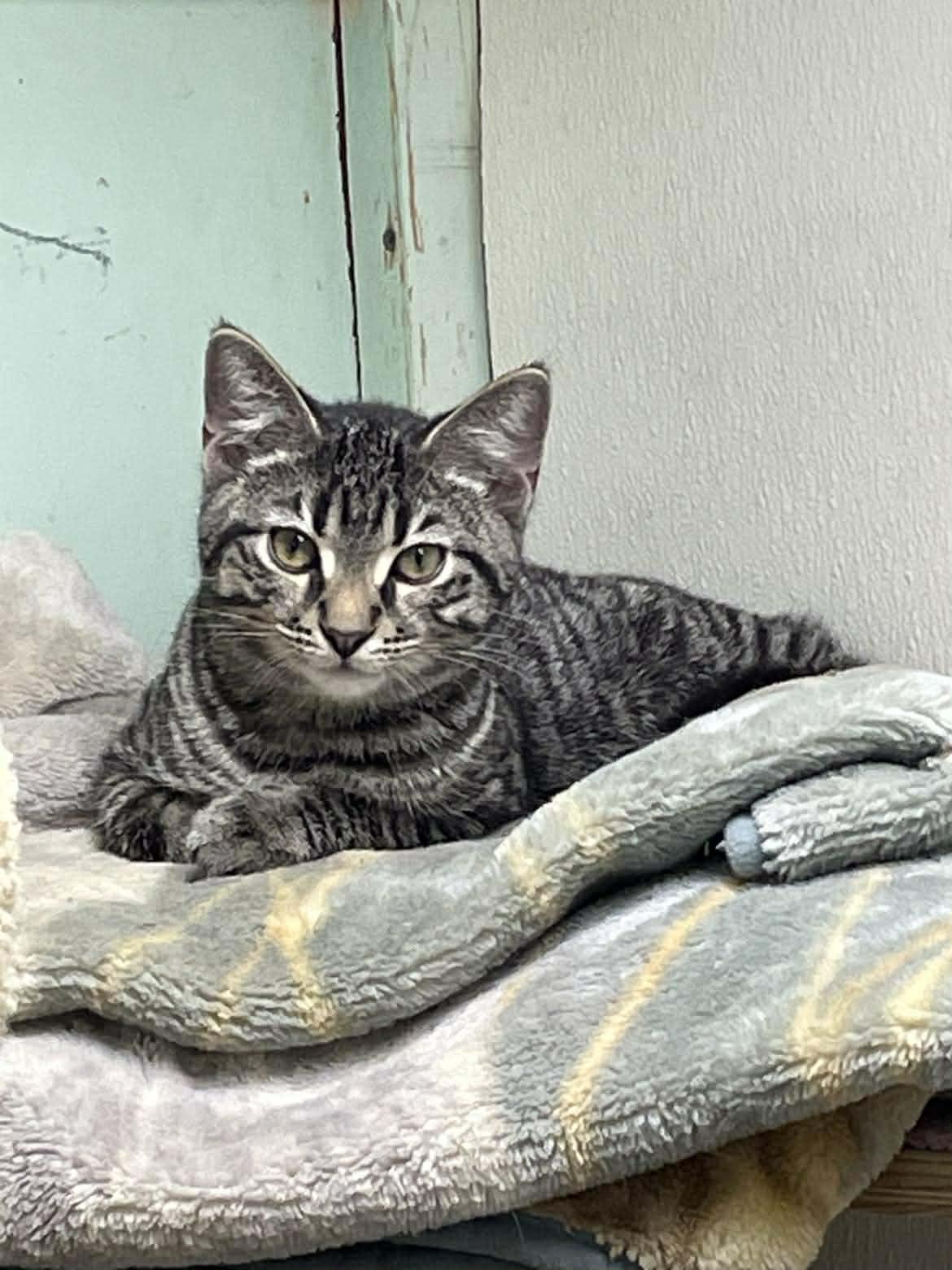 Enlarge Tumbleweed Jones, a ADOPTABLE mixed breed in Indianapolis, IN image 1/6