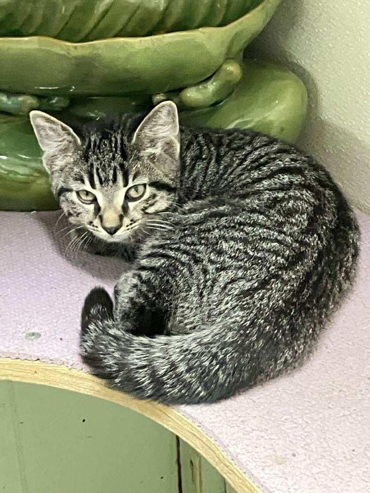 Enlarge Tumbleweed Jones, a ADOPTABLE mixed breed in Indianapolis, IN image 5/6