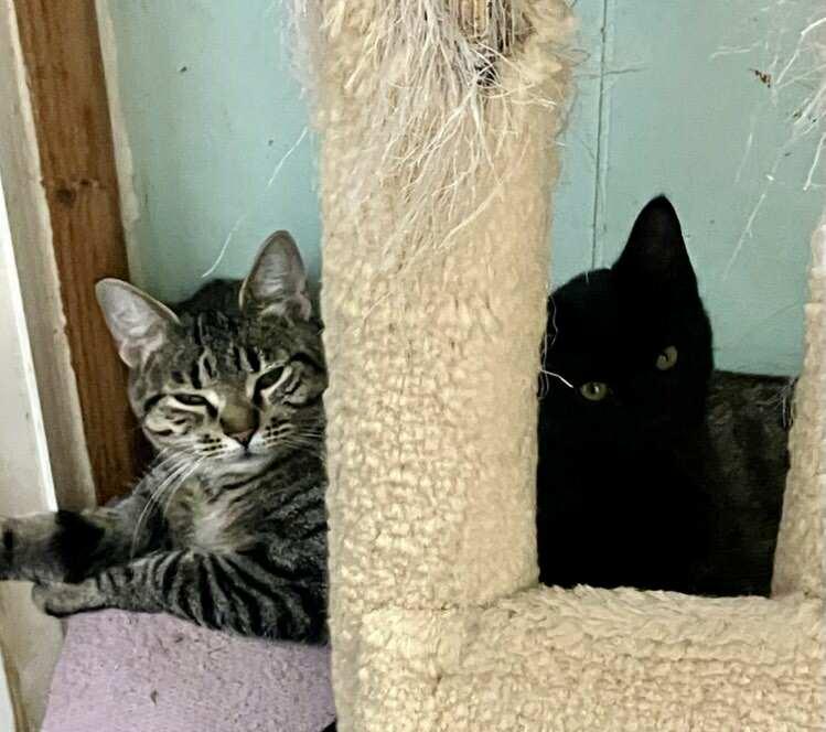 Enlarge Tumbleweed Jones, a ADOPTABLE mixed breed in Indianapolis, IN image 6/6