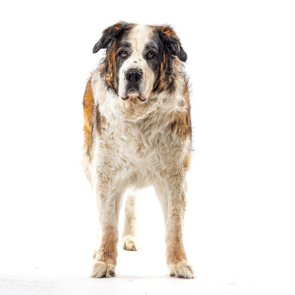 Enlarge Lucky, a Adoptable Saint Bernard in Reno, NV image 1/6
