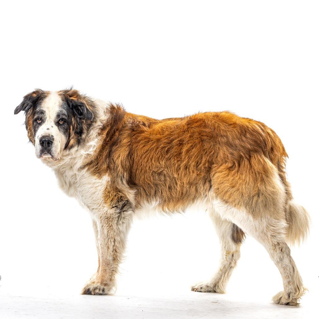 Enlarge Lucky, a Adoptable Saint Bernard in Reno, NV image 2/6