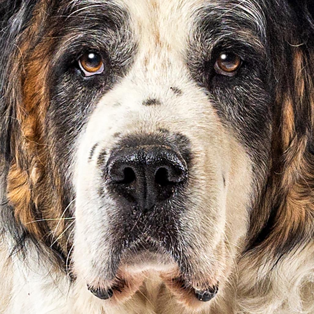 Enlarge Lucky, a Adoptable Saint Bernard in Reno, NV image 3/6