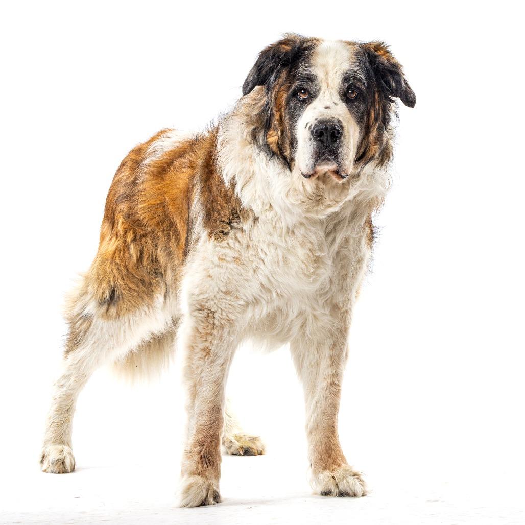 Enlarge Lucky, a Adoptable Saint Bernard in Reno, NV image 4/6