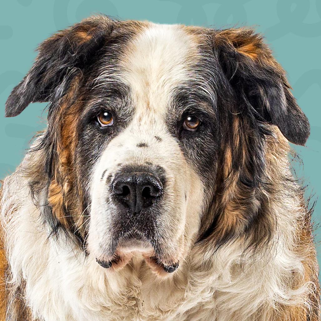 Enlarge Lucky, a Adoptable Saint Bernard in Reno, NV image 5/6