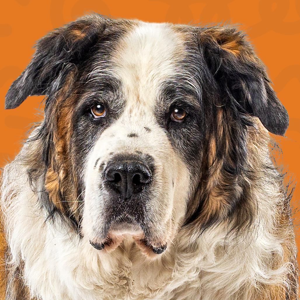 Enlarge Lucky, a Adoptable Saint Bernard in Reno, NV image 6/6