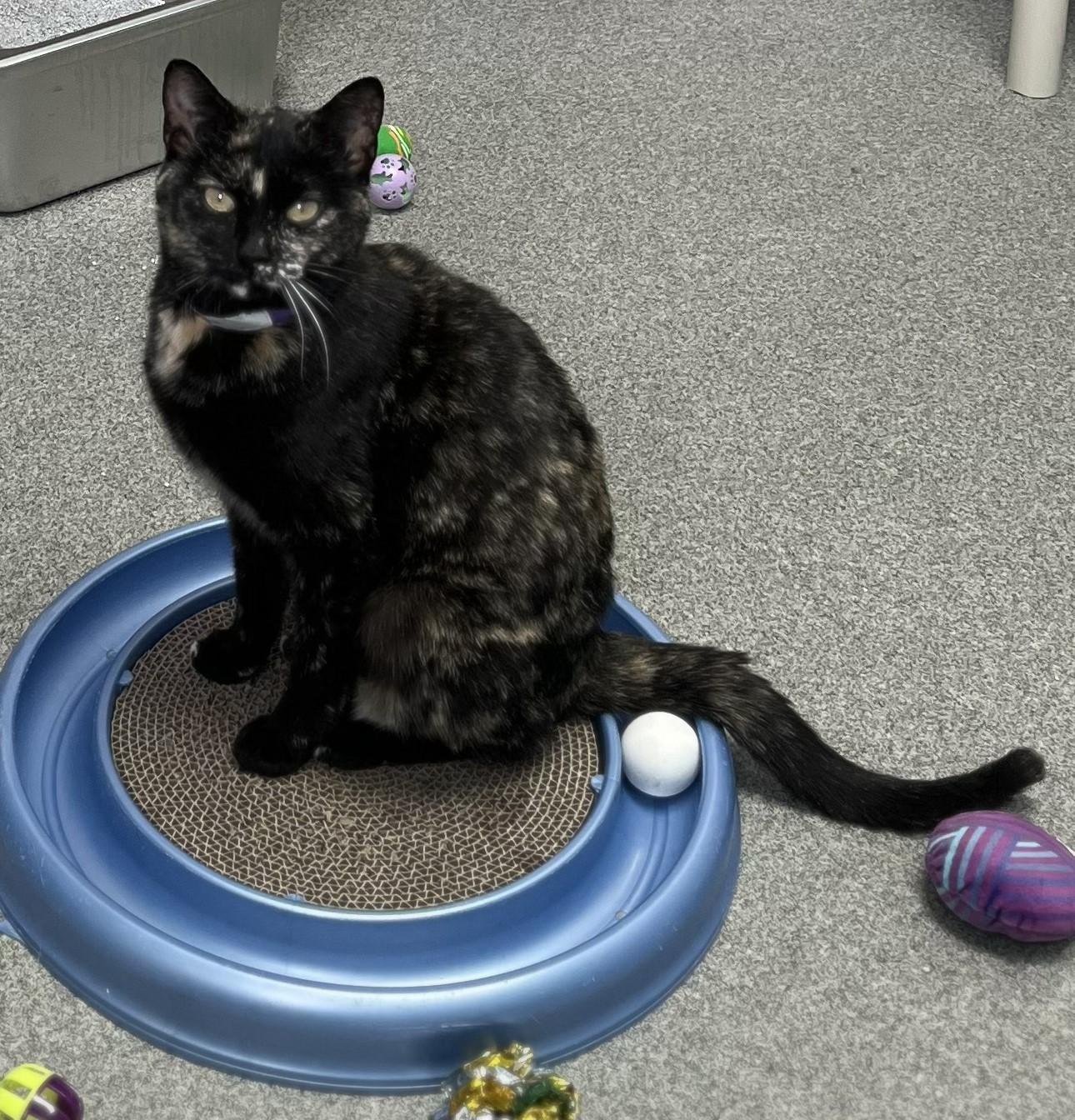 Enlarge Perfect Percy, a ADOPTABLE Domestic Short Hair in New Philadelphia, OH image 1/1