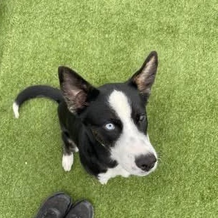 Peppa, adopted, Puppy Female Husky.