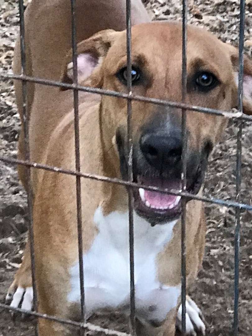 Marco, a Adoptable mixed breed in Salt Lake City, UT image 1/4