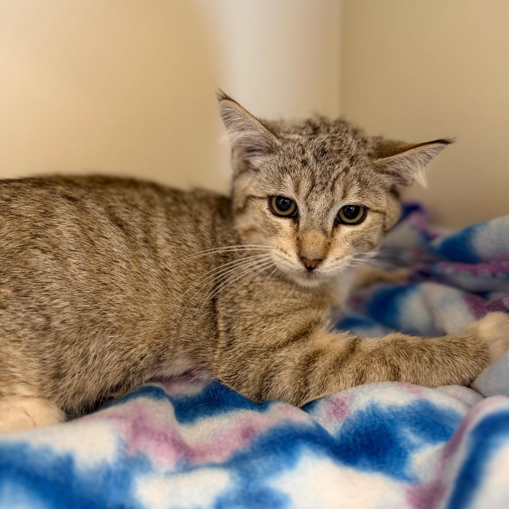 Dean, Adoptable, Kitten Male Domestic Short Hair.