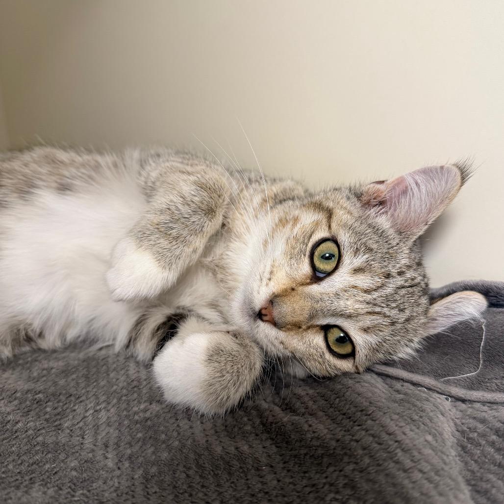 Enlarge Dean, a Adoptable Domestic Short Hair in Cody, WY image 2/5