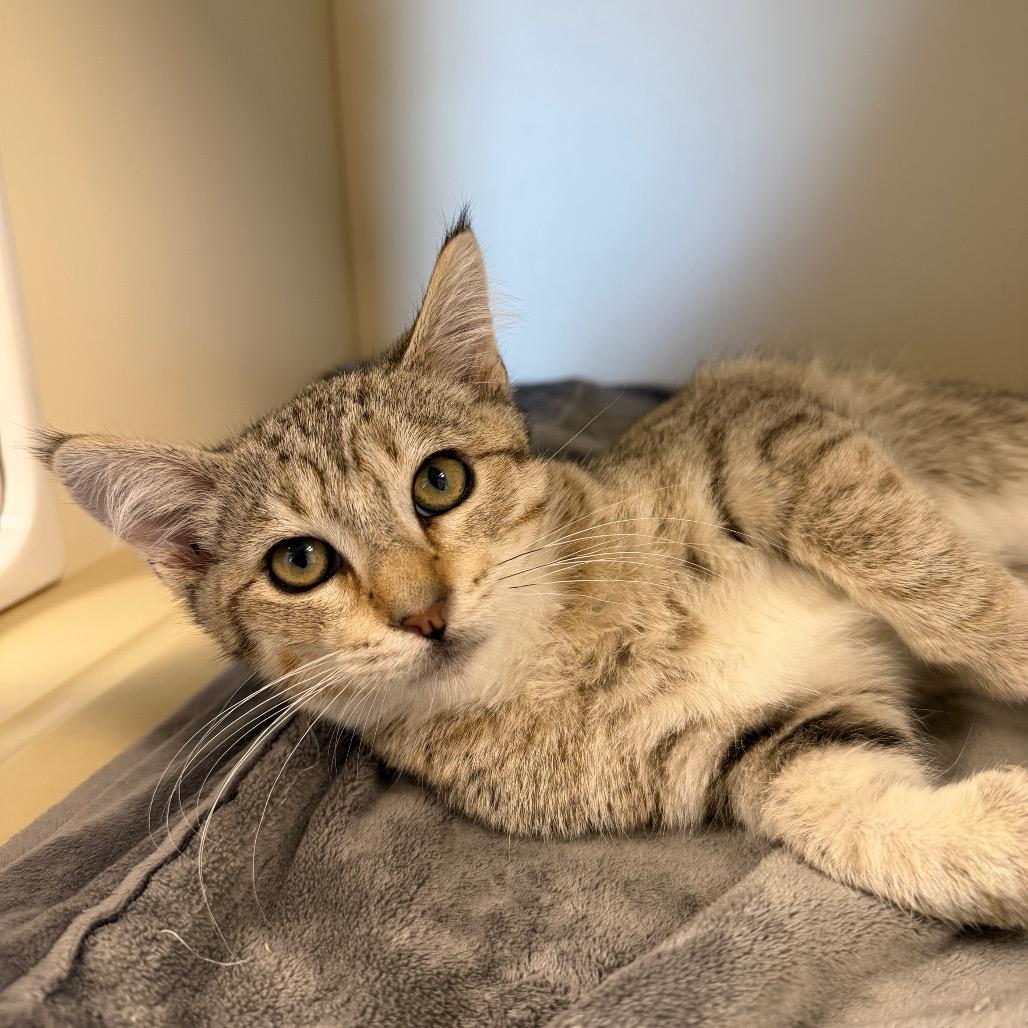 Enlarge Dean, a Adoptable Domestic Short Hair in Cody, WY image 3/5