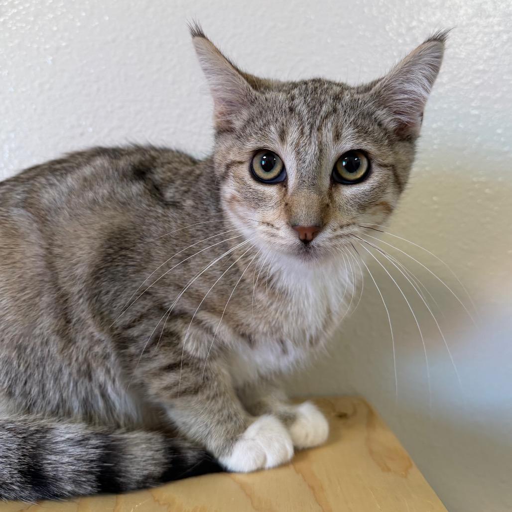 Enlarge Dean, a Adoptable Domestic Short Hair in Cody, WY image 4/5