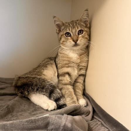 Enlarge Dean, a Adoptable Domestic Short Hair in Cody, WY image 5/5