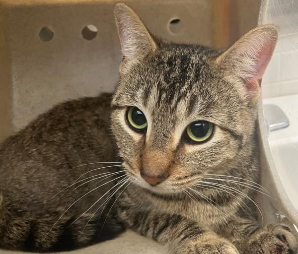 Enlarge Huckleberry, a Adoptable mixed breed in Staten Island, NY image 1/1