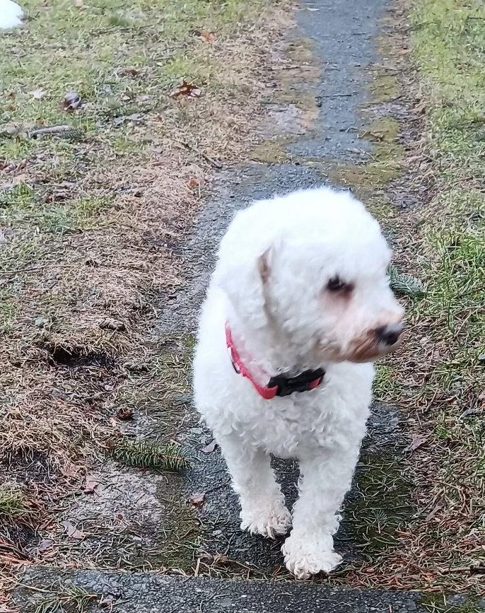 Marigold, Adoptable, Adult Female Bichon Frise.
