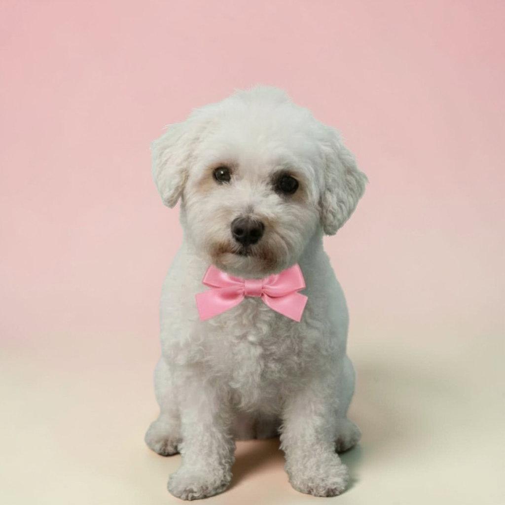 Enlarge Marigold, a Adoptable Bichon Frise in Berwick, PA image 2/3