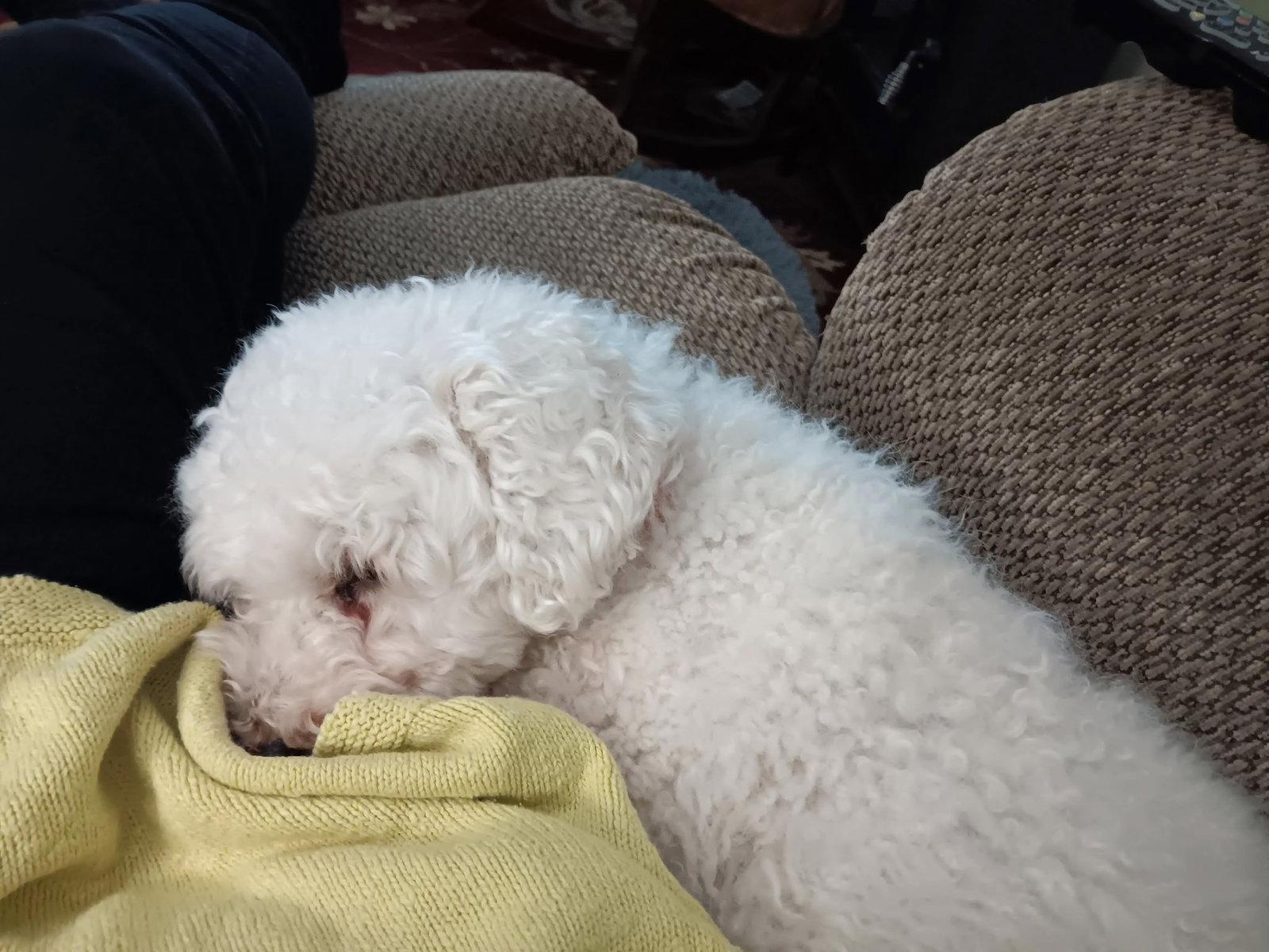 Enlarge Marigold, a Adoptable Bichon Frise in Berwick, PA image 3/3