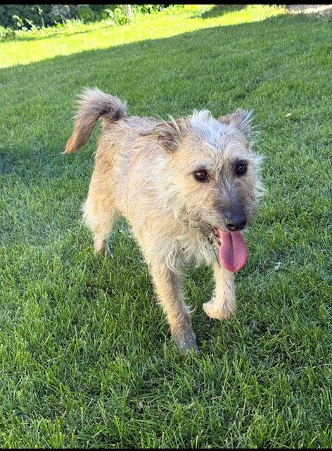 Catniss aka Puppy, Adoptable, Adult Female Border Terrier & Cairn Terrier.