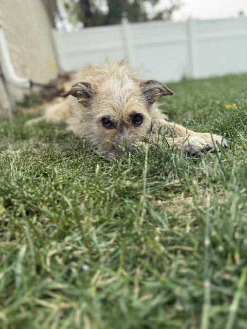 Catniss aka Puppy, a Adoptable mixed breed in Midway, UT image 3/3