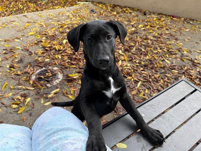AMBROSIA, Adoptable, Puppy Female Labrador Retriever & Mixed Breed.