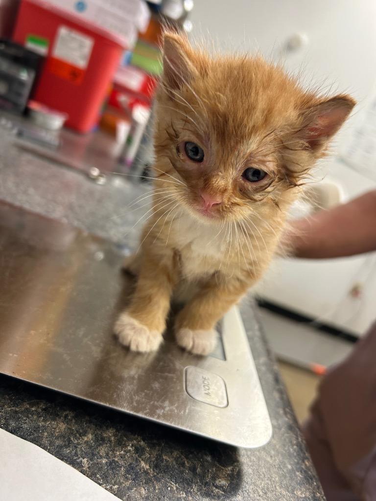 Garfield, Adoptable, Kitten Male Domestic Short Hair.