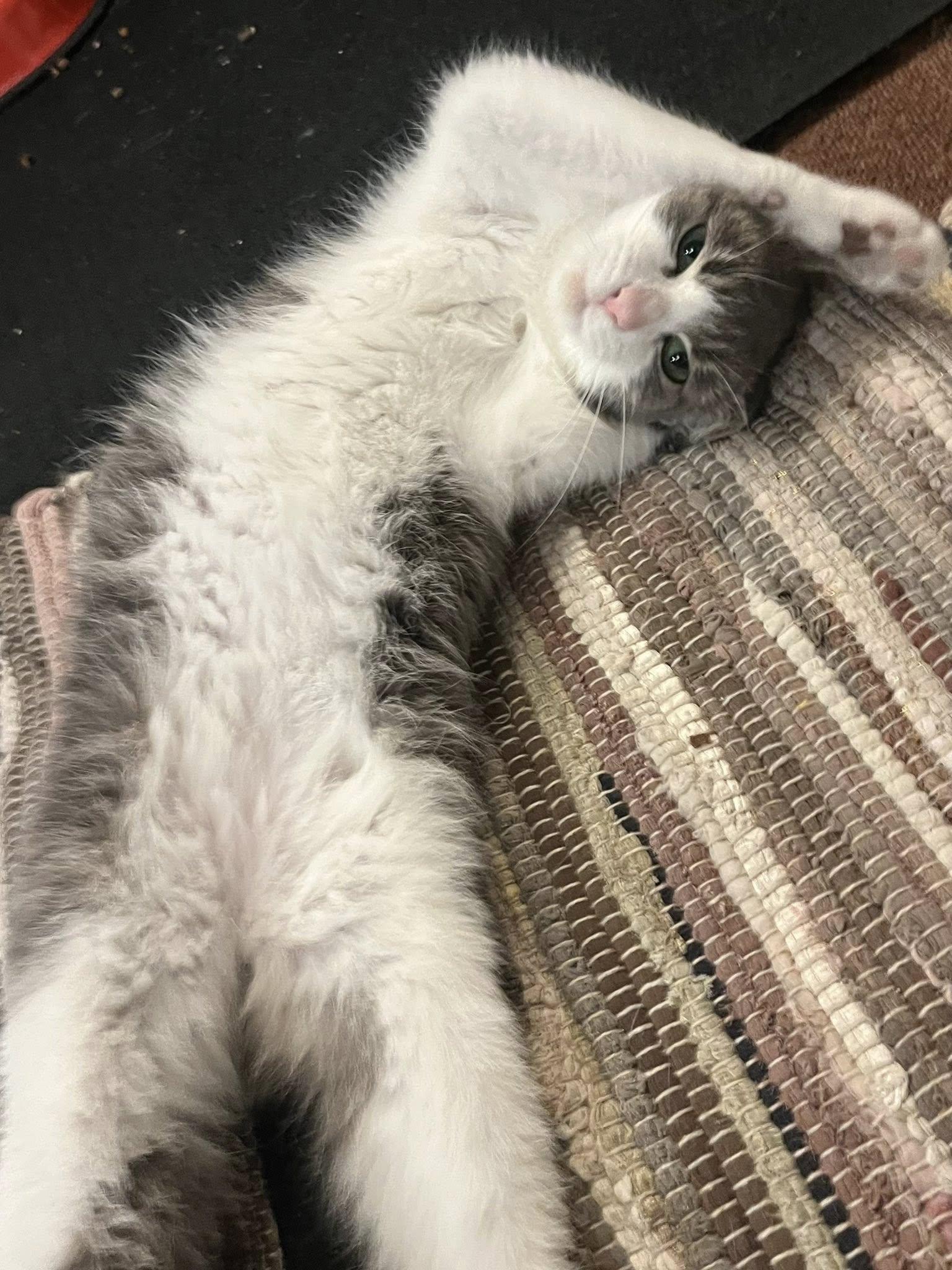 KIKO, a ADOPTABLE Domestic Short Hair in Independence, OH image 3/5