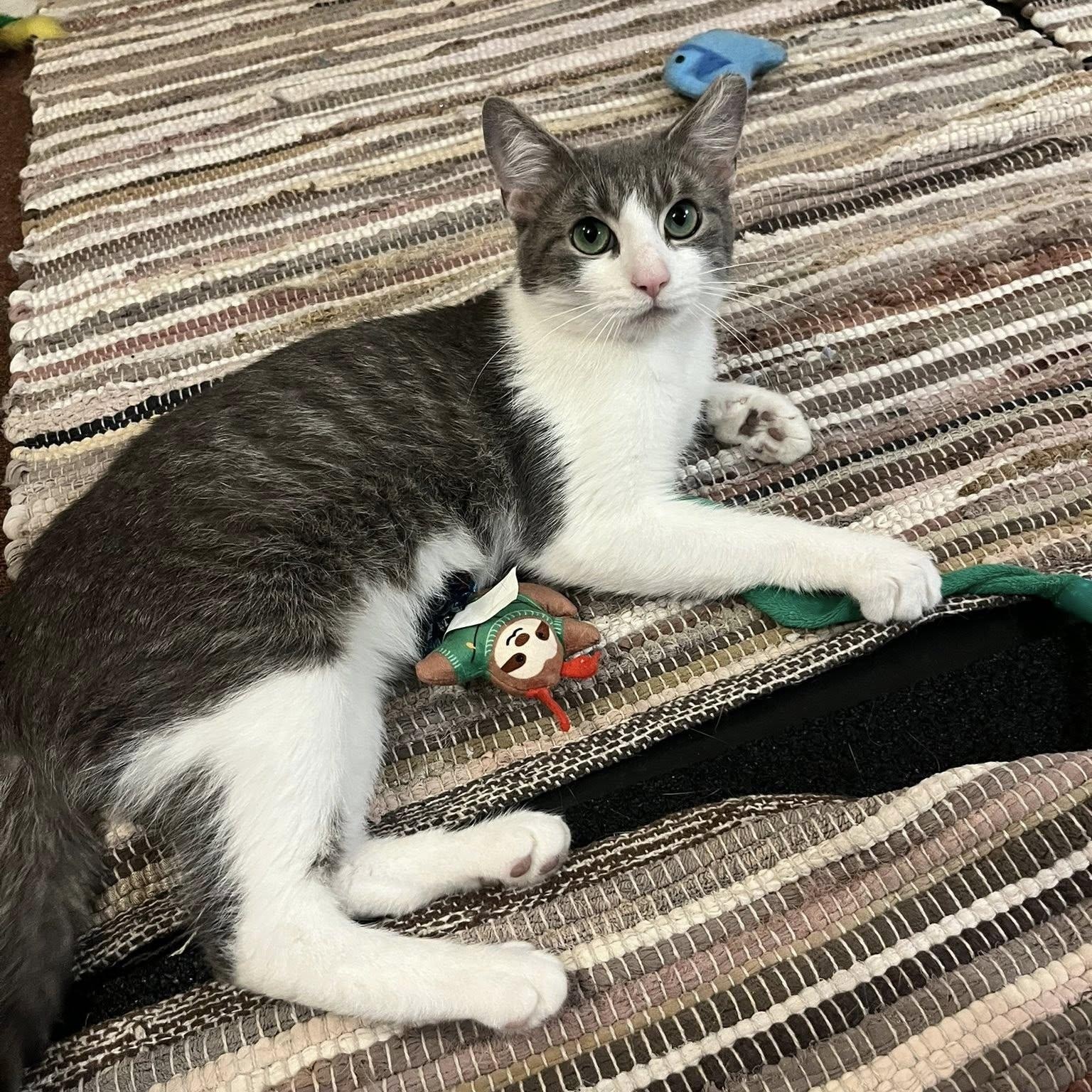KIKO, a ADOPTABLE Domestic Short Hair in Independence, OH image 4/5