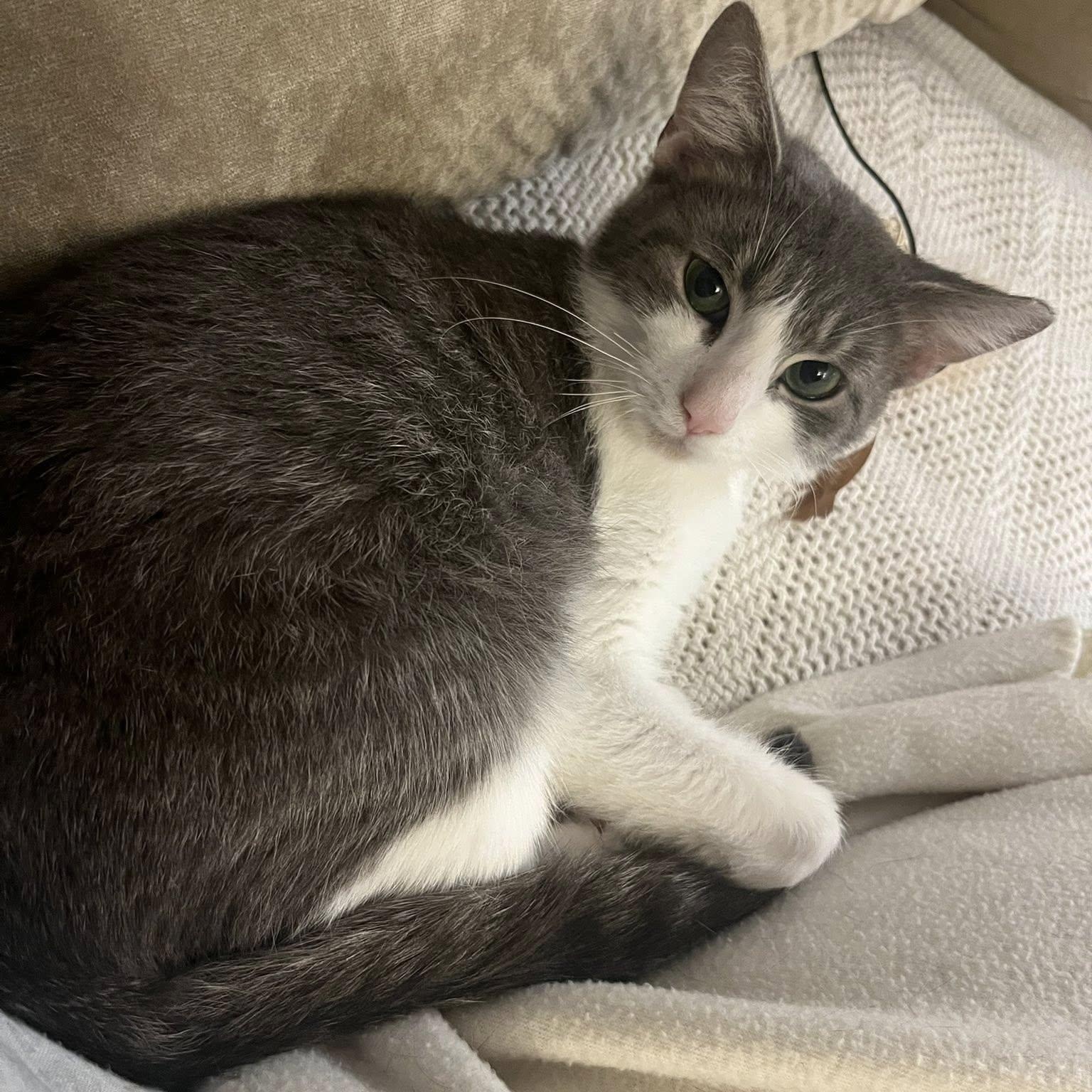 KIKO, a ADOPTABLE Domestic Short Hair in Independence, OH image 5/5