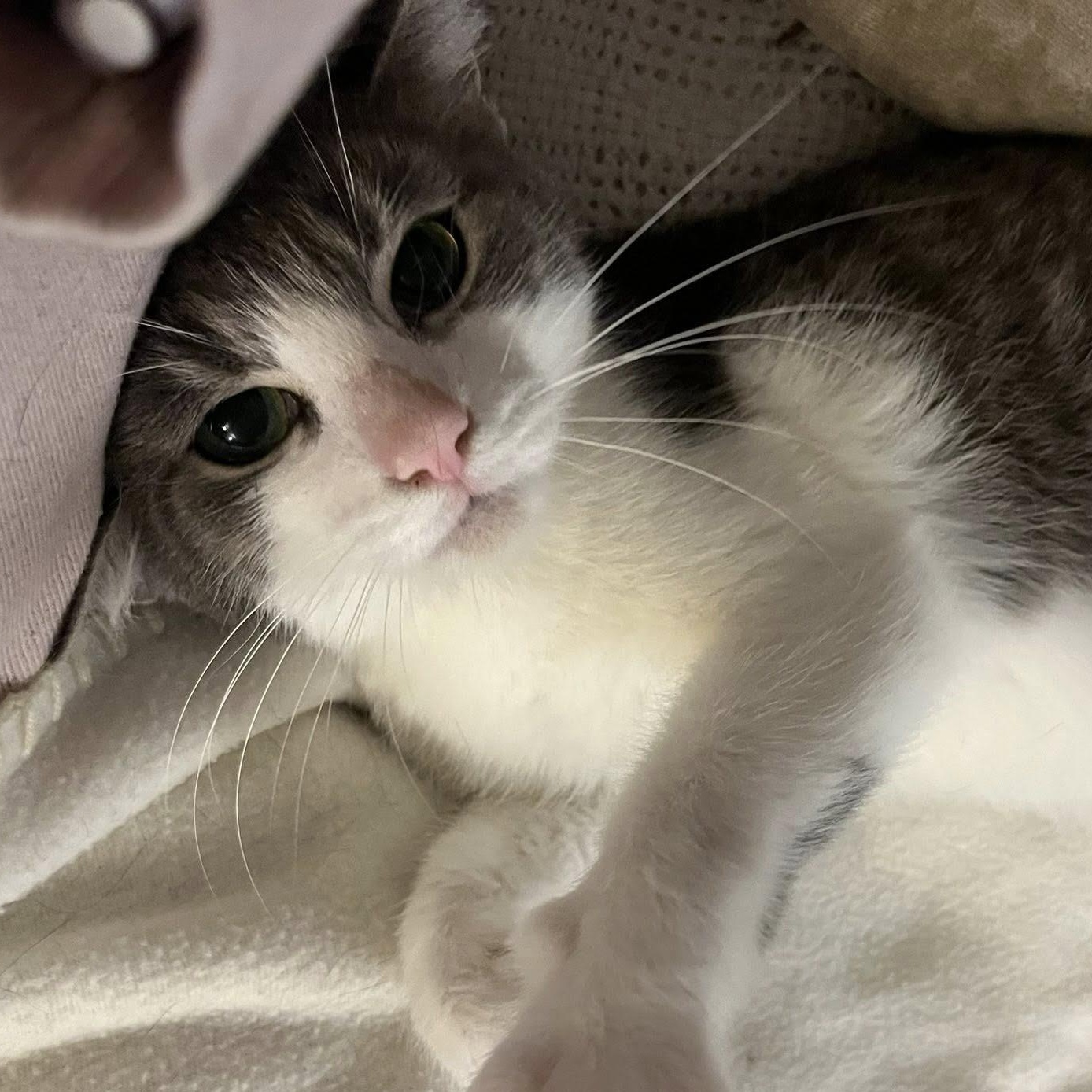 KIKO, a ADOPTABLE Domestic Short Hair in Independence, OH image 1/5