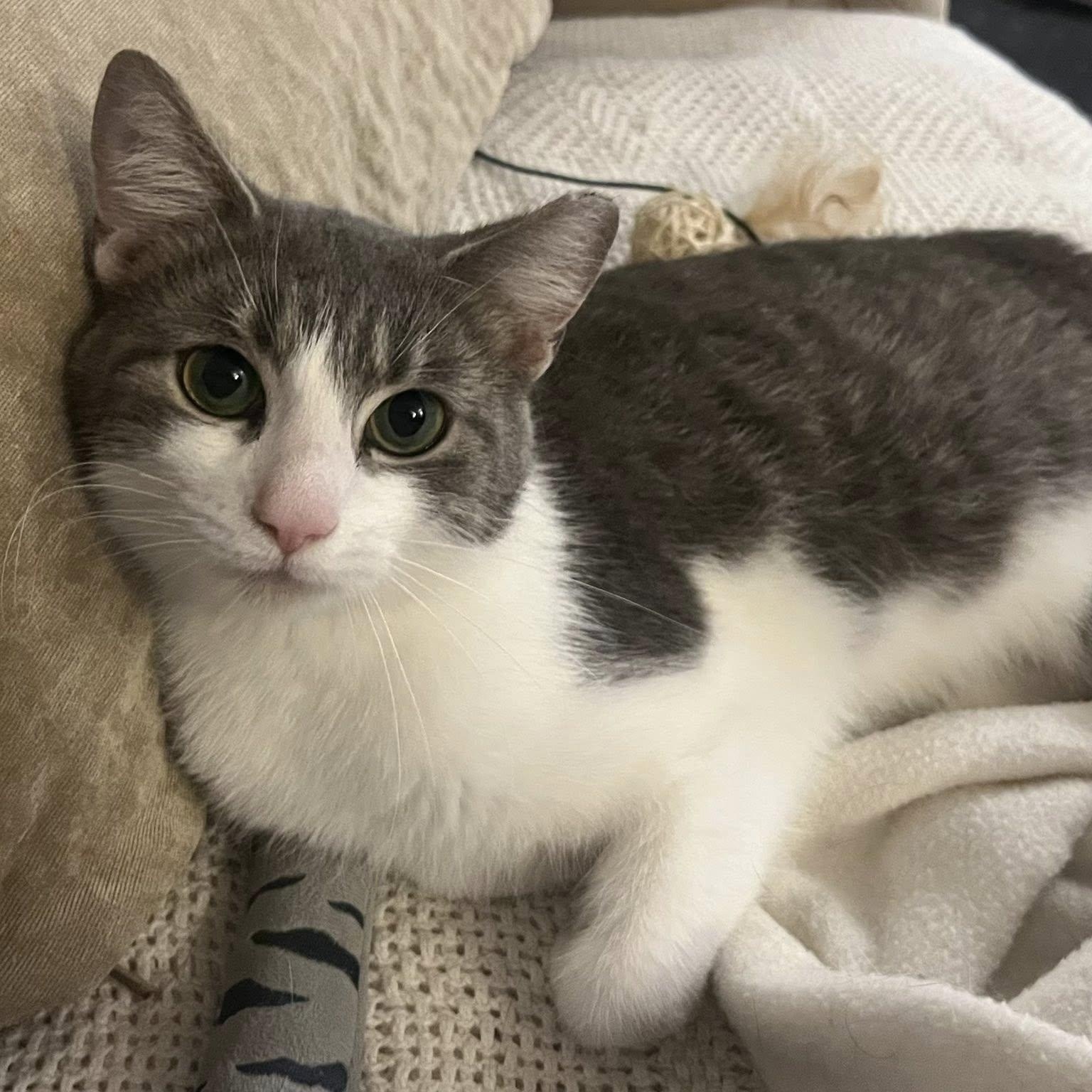 KIKO, a ADOPTABLE Domestic Short Hair in Independence, OH image 2/5