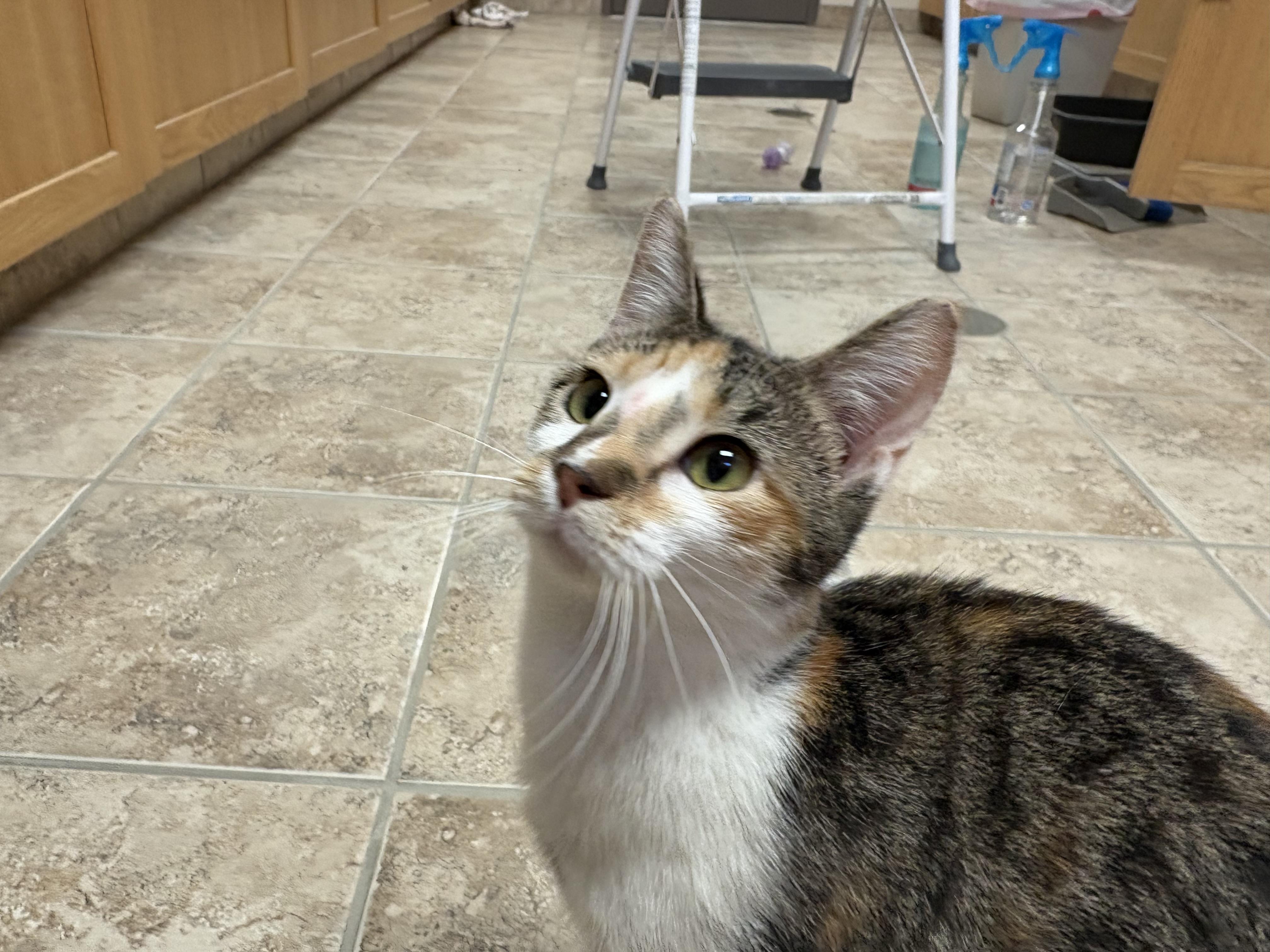 Enlarge Freckles, an adoptable Domestic Short Hair in Hays, KS image 5/6