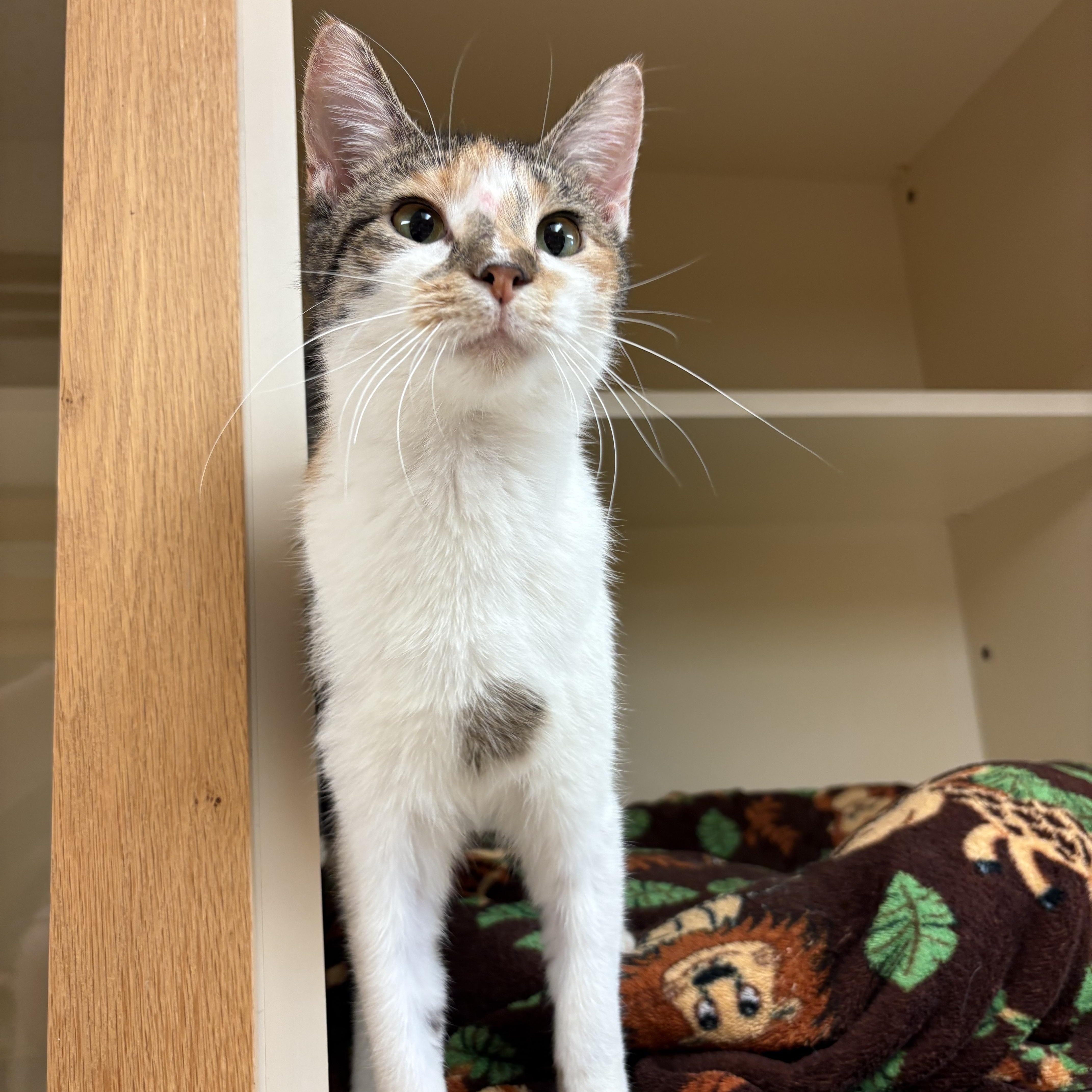 Freckles, adoptable, Adult Female Domestic Short Hair.