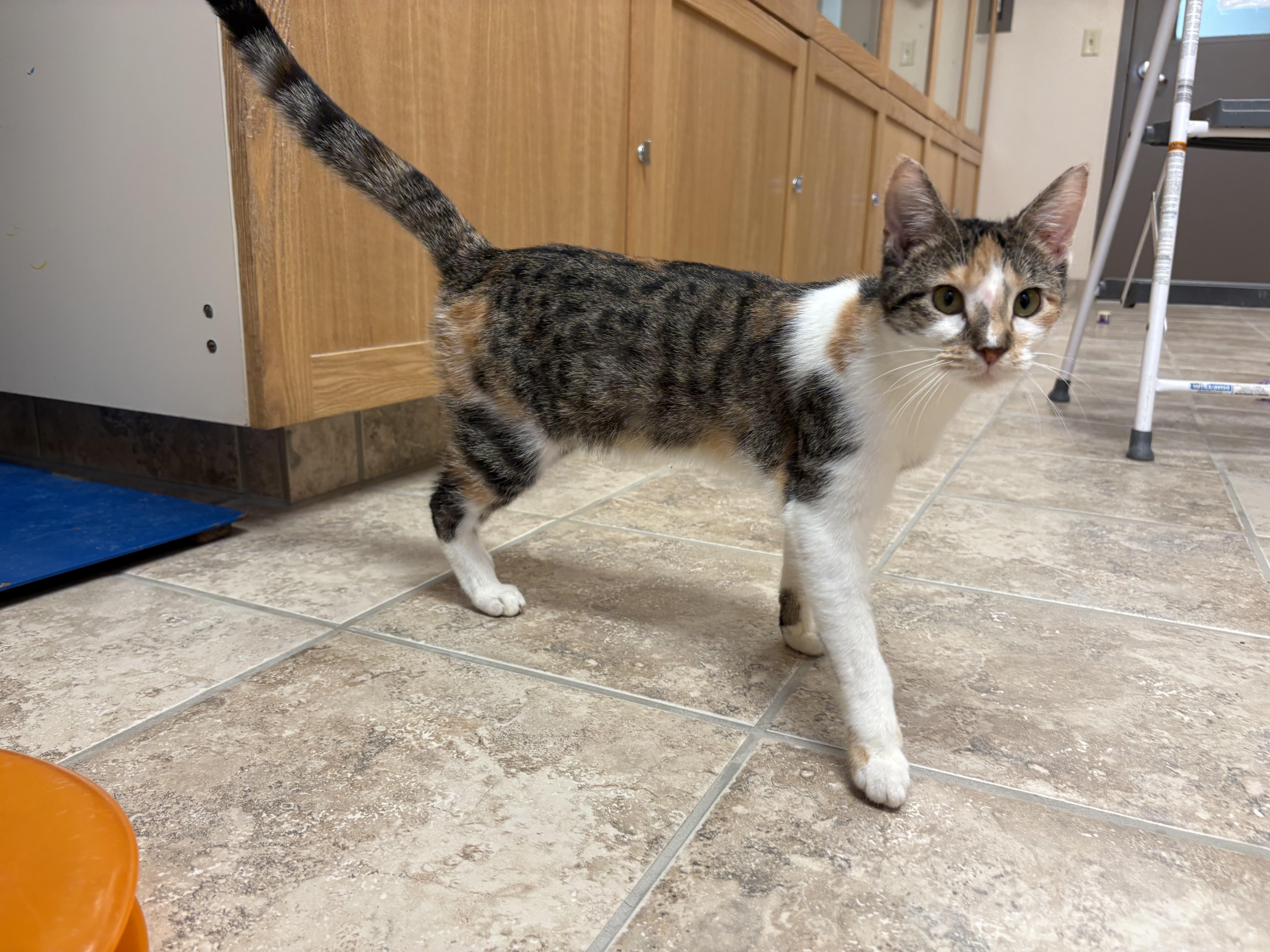 Enlarge Freckles, an adoptable Domestic Short Hair in Hays, KS image 3/6