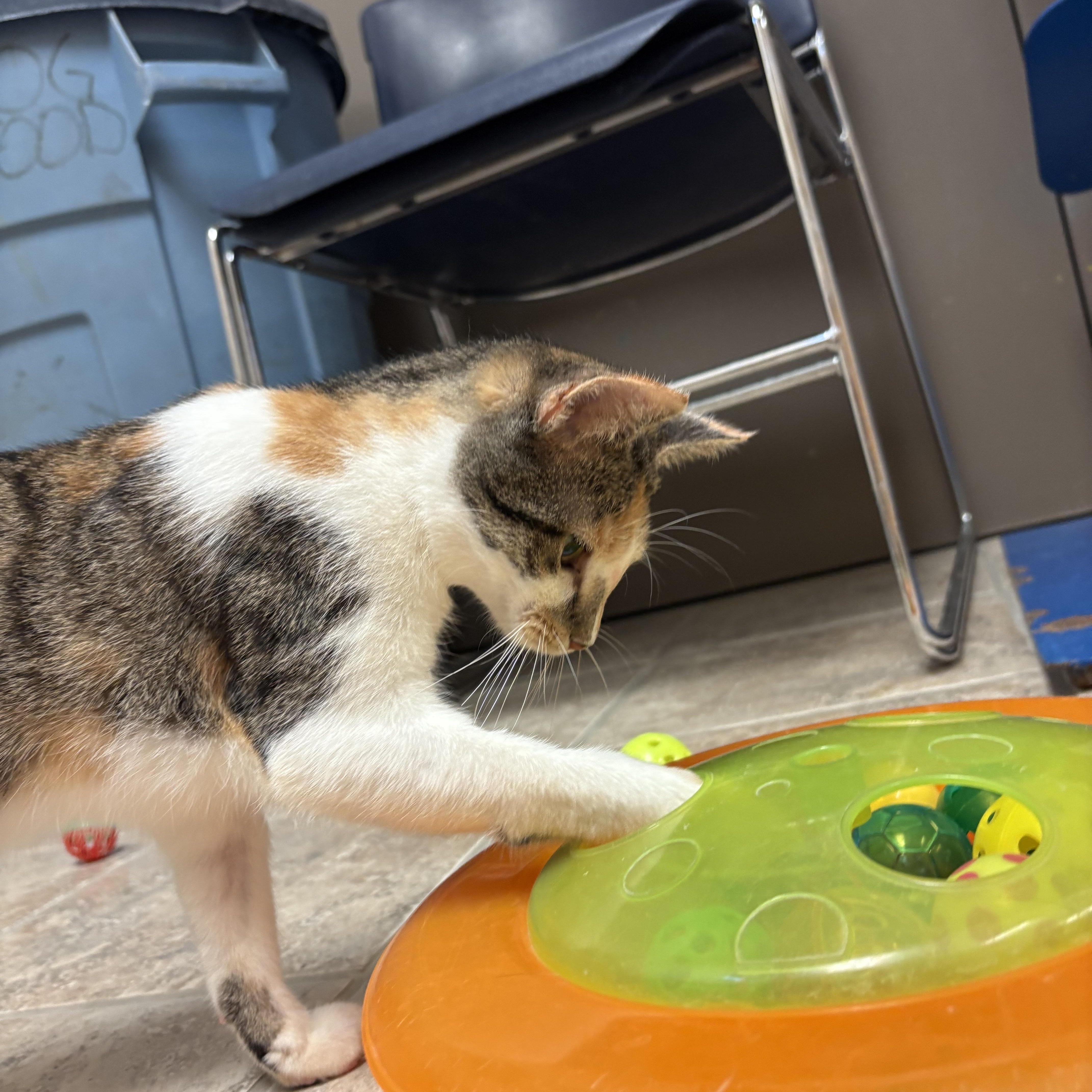 Enlarge Freckles, an adoptable Domestic Short Hair in Hays, KS image 6/6