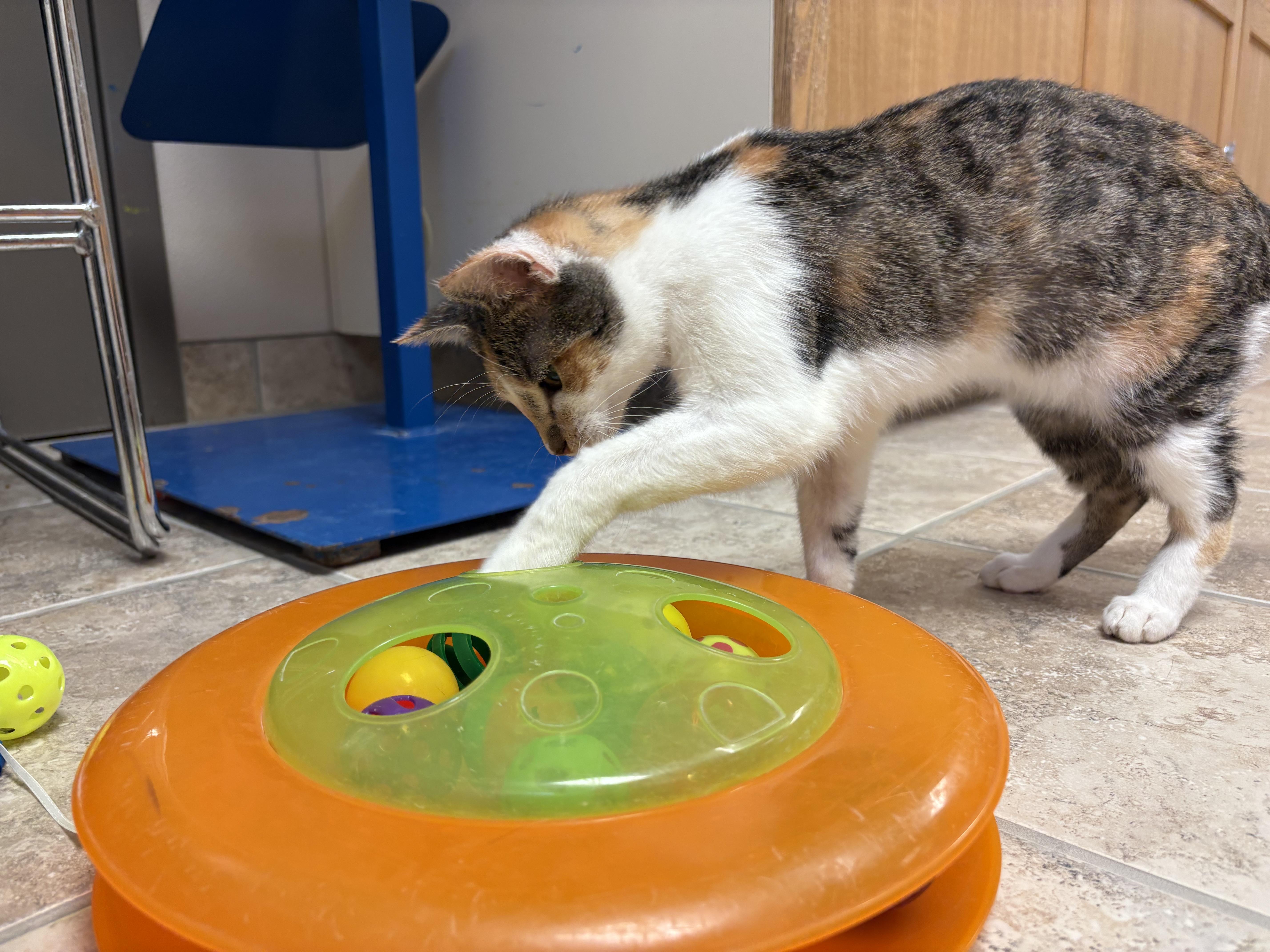 Enlarge Freckles, an adoptable Domestic Short Hair in Hays, KS image 2/6