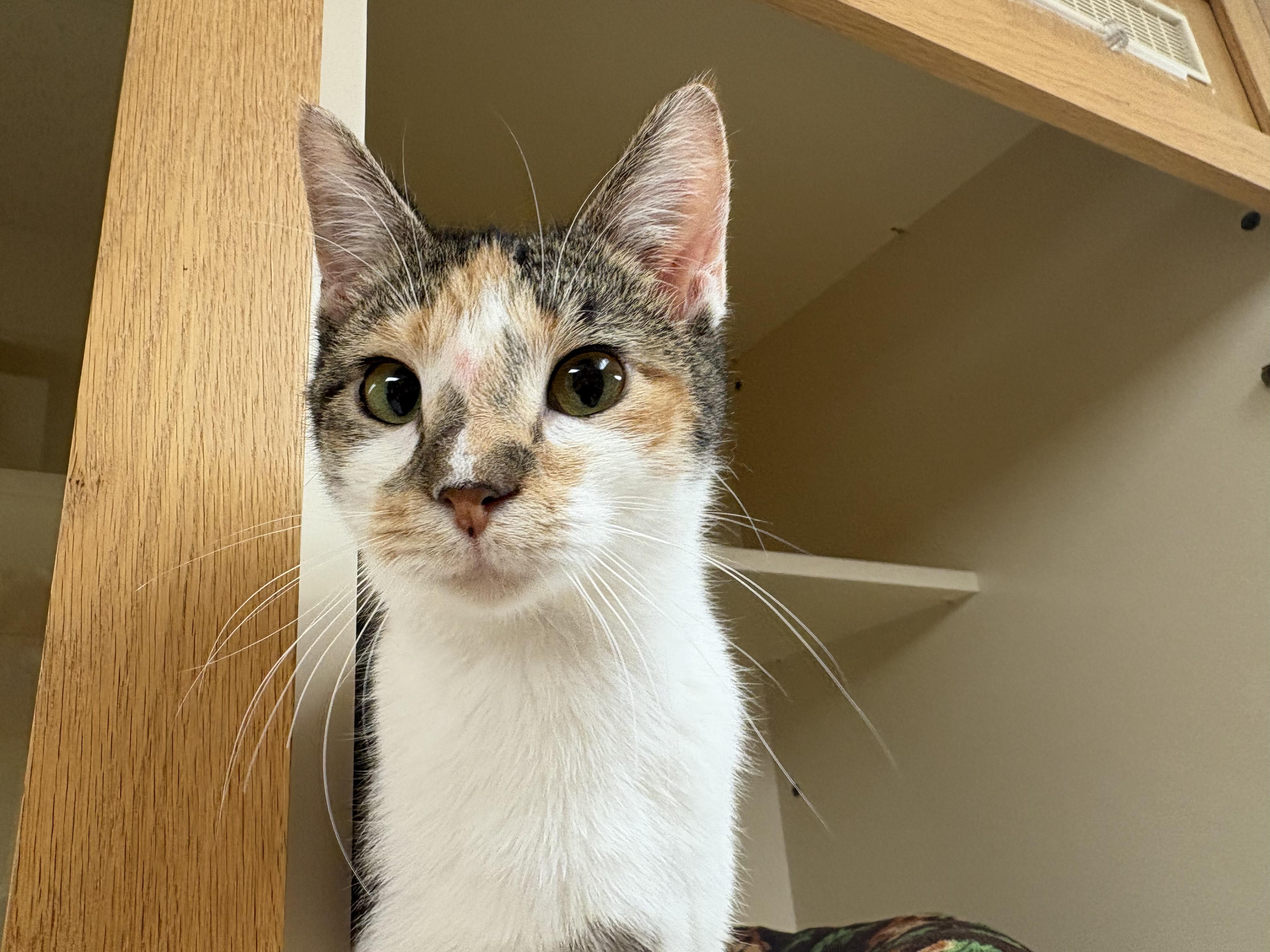 Enlarge Freckles, an adoptable Domestic Short Hair in Hays, KS image 4/6