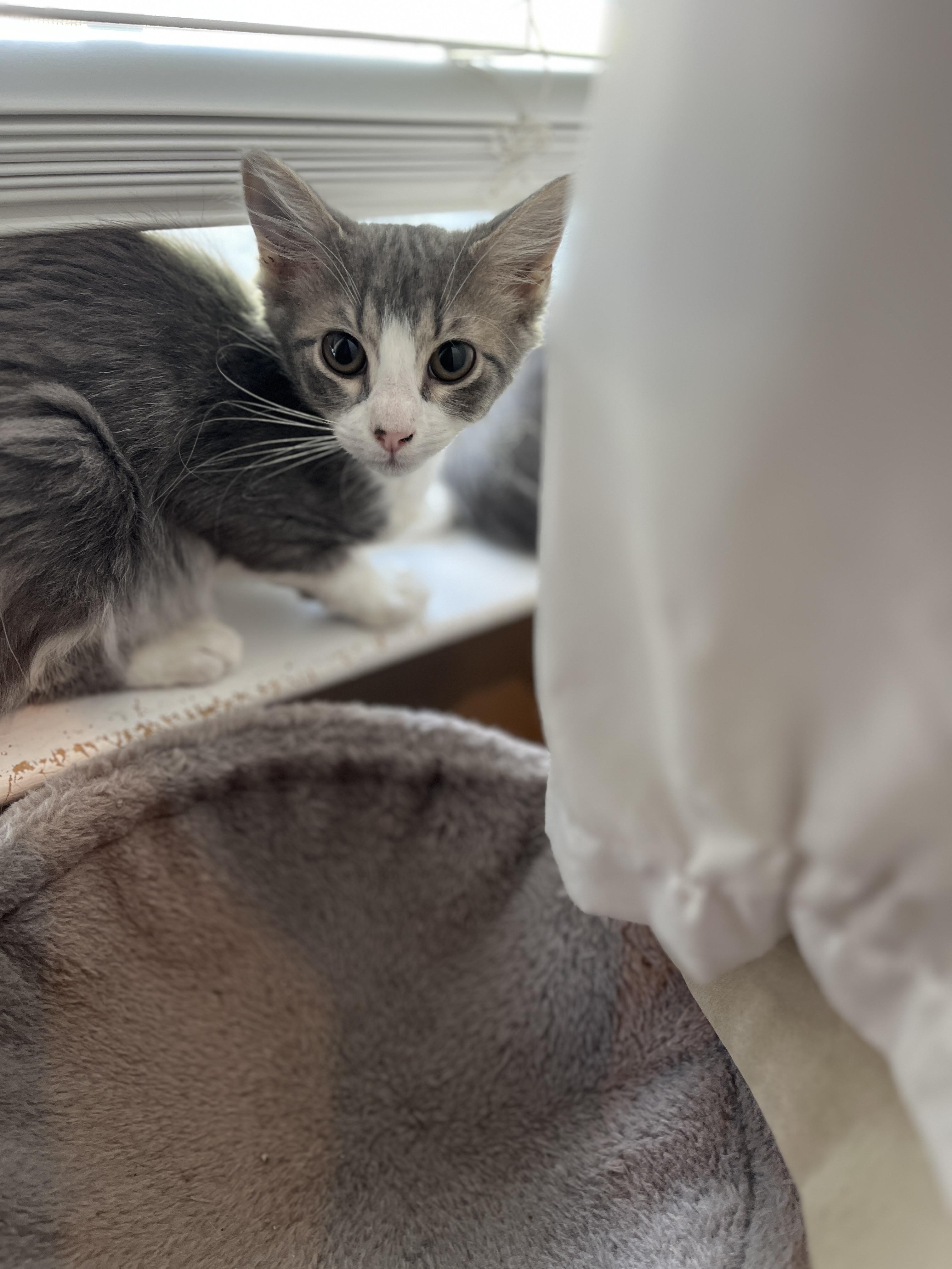 Sander&Sailor, Adoptable, Kitten Male Domestic Medium Hair & Domestic Short Hair.