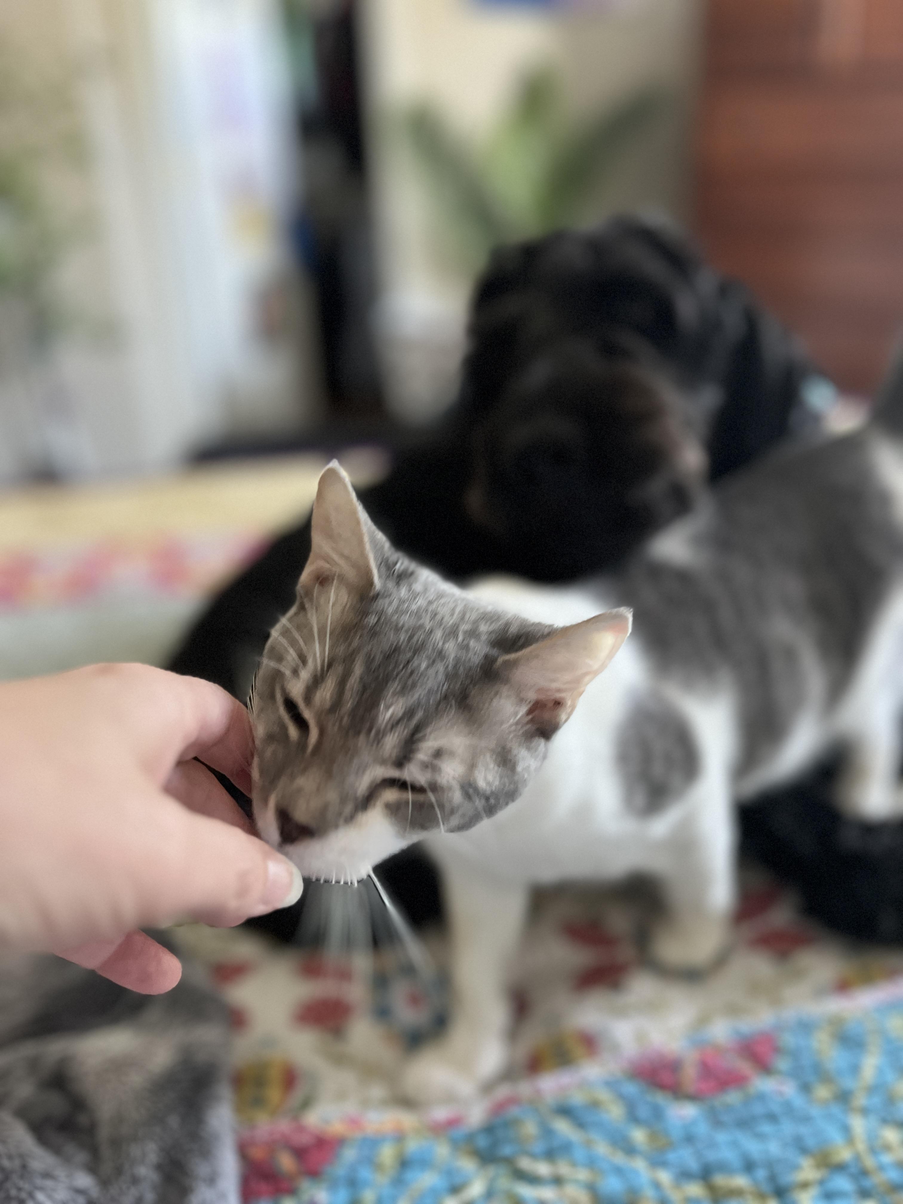 Sander&Sailor, Adoptable, Kitten Male Domestic Medium Hair & Domestic Short Hair.