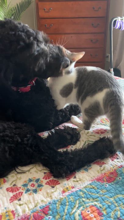 Enlarge Sander&Sailor, a Adoptable mixed breed in Little River, SC video 5/5